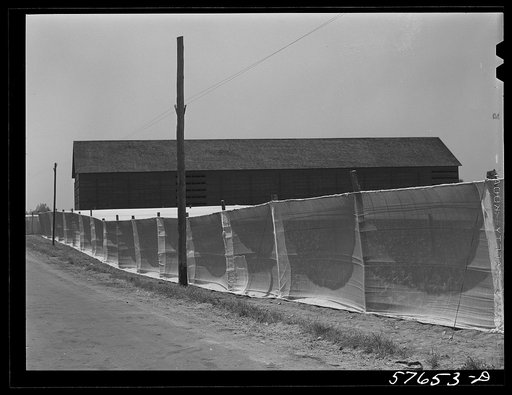 Shade tobacco covered by "fields" of cheesecloth to protect it from the sun and some insects. Near Hartford, Connecticut