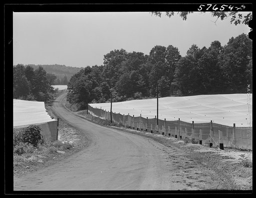 Shade tobacco covered by "fields" of cheesecloth to protect it from the sun and some insects. Near Hartford, Connecticut