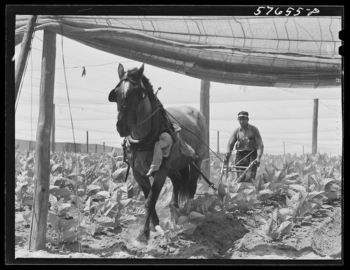 Cultivating shade tobacco covered by "fields" of cheesecloth to protect it from the sun. Near Hartford, Connecticut