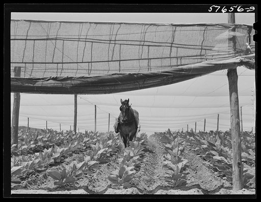 Cultivating shade tobacco covered by "fields" of cheesecloth to protect it from the sun. Near Hartford, Connecticut