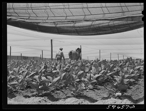 Cultivating shade tobacco covered by "fields" of cheesecloth to protect it from the sun. Near Hartford, Connecticut