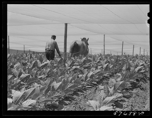Untitled photo, possibly related to: Cultivating shade tobacco covered by "fields" of cheesecloth to protect it from the sun. Near Hartford, Connecticut