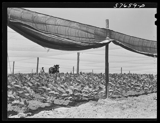 Cultivating shade tobacco covered by "fields" of cheesecloth to protect it from the sun. Near Hartford, Connecticut