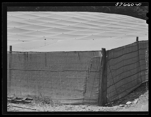 Shade tobacco covered by "fields" of cheesecloth to protect it from the sun and some insects. Near Hartford, Connecticut