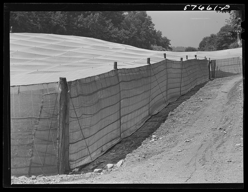 Shade tobacco covered by "fields" of cheesecloth to protect it from the sun and some insects. Near Hartford, Connecticut