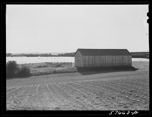 Shade tobacco covered by "fields" of cheesecloth to protect it from the sun and some insects. Near Hartford, Connecticut