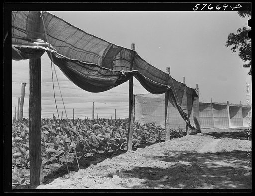 Shade tobacco covered by "fields" of cheesecloth to protect it from the sun and some insects. Near Hartford, Connecticut