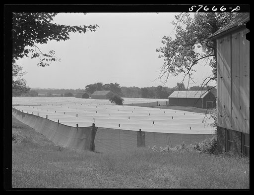 Shade tobacco covered by "fields" of cheesecloth to protect it from the sun and some insects. Near Hartford, Connecticut