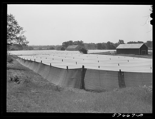 Untitled photo, possibly related to: Shade tobacco covered by "fields" of cheesecloth to protect it from the sun and some insects. Near Hartford, Connecticut