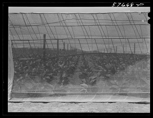 Shade tobacco covered by "fields" of cheesecloth to protect it from the sun and some insects. Near Hartford, Connecticut