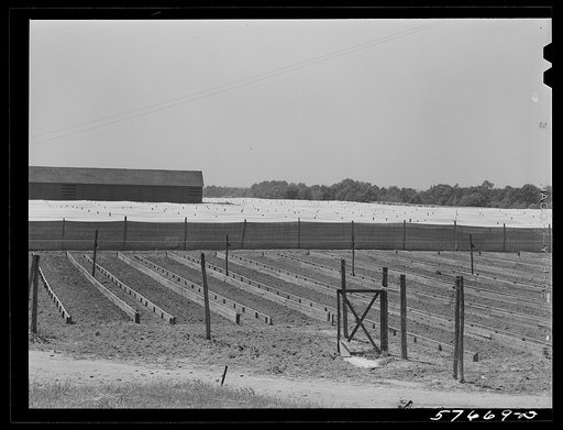Untitled photo, possibly related to: Shade tobacco covered by "fields" of cheesecloth to protect it from the sun and some insects. Near Hartford, Connecticut