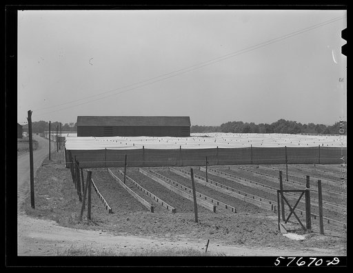 Shade tobacco covered by "fields" of cheesecloth to protect it from the sun and some insects. Near Hartford, Connecticut