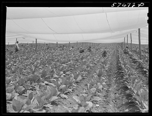Suckering shade tobacco covered by "fields" of cheesecloth to protect it from the sun. Near Hartford, Connecticut