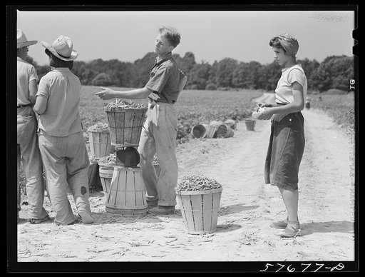 Weighting baskets of beans picked by day laborers from nearby towns. Seabrook Farms, Bridgeton, New Jersey