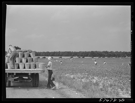 Loading truck with beans picked by day laborers from nearby towns. The truck takes them to the Birdseye freezing plant. Seabrook Farms, Bridgeton, New Jersey