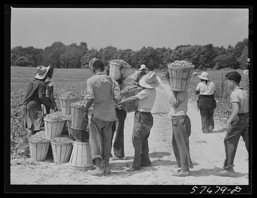 Weighting baskets of beans picked by day laborers from nearby towns. Seabrook Farms, Bridgeton, New Jersey