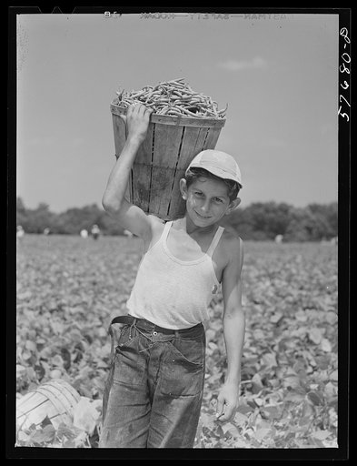 Italian day laborer carrying basket full of beans from the field to the road where they will be weighed on scales and picked up by truck then taken to the Birdseye freezing plant. Seabook Farms, Bridgeton, New Jersey