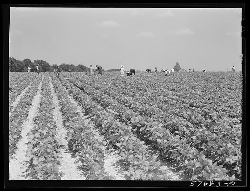 Day laborers to pick stringbeans are bought by trucks from nearby towns. Some even come in their own cars from Philadelphia to work at Seabrook Farms. Bridgeton, New Jersey