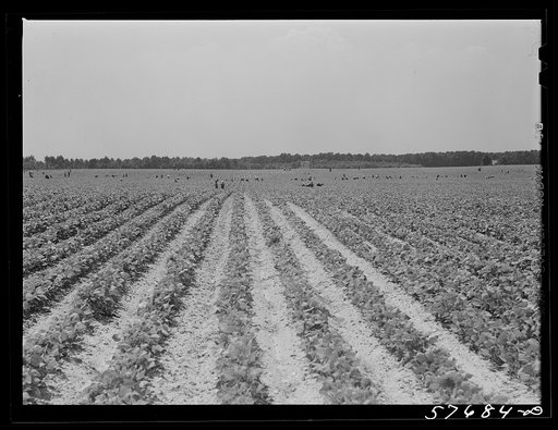 Day laborers to pick stringbeans are bought by trucks from nearby towns. Some even come in their own cars from Philadelphia to work at Seabrook Farms. Bridgeton, New Jersey