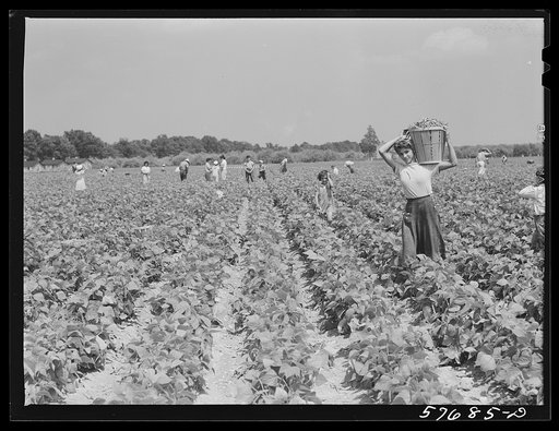 Day laborers to pick stringbeans are bought by trucks from nearby towns. Some even come in their own cars from Philadelphia to work at Seabrook Farms. Bridgeton, New Jersey