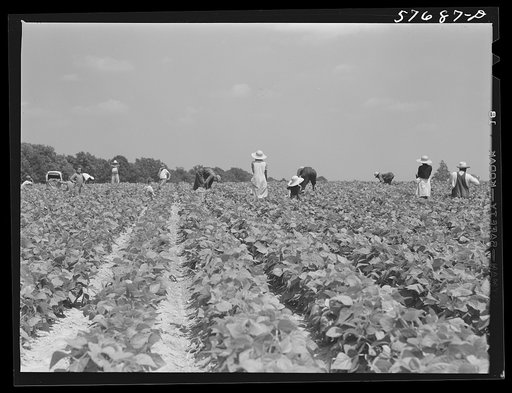 Day laborers to pick stringbeans are brought by truck from nearby towns. Some even come in their own cars from Philadelphia to work at Seabrook Farms. Bridgeton, New Jersey