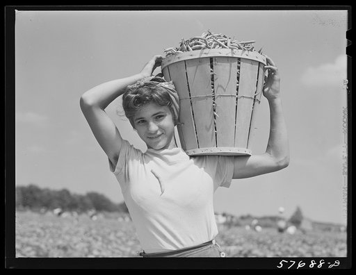 Italian day laborer with basket of beans she has just picked. Seabrook Farms, Bridgeton, New Jersey