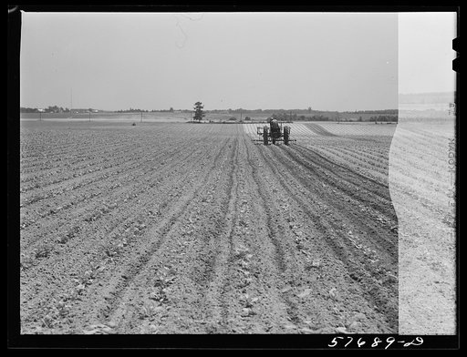 Cultivating beans on Seabrook Farms. Bridgeton, New Jersey