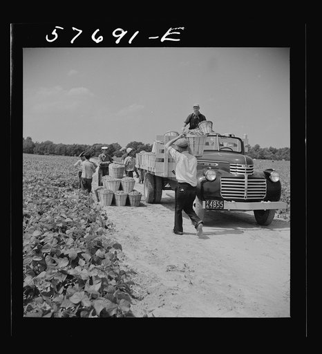 Loading truck with beans picked by day laborers from nearby towns. The truck takes them to the Birdseye freezing plant. Seabrook Farms, Bridgeton, New Jersey