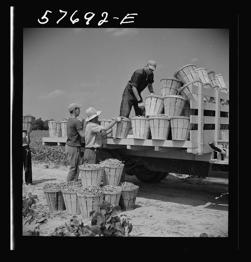 Loading truck with beans picked by day laborers from nearby towns. The truck takes them to the Birdseye freezing plant. Seabrook Farms, Bridgeton, New Jersey