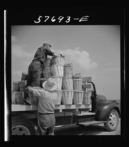 Loading truck with beans picked by day laborers from nearby towns. The truck takes them to the Birdseye freezing plant. Seabrook Farms, Bridgeton, New Jersey