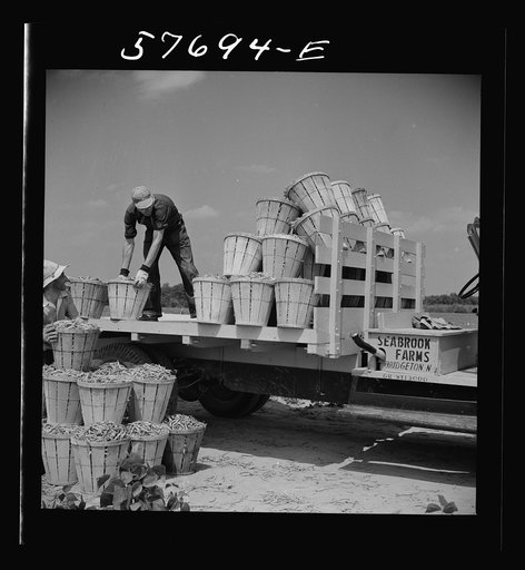 Loading truck with beans picked by day laborers from nearby towns. The truck takes them to the Birdseye freezing plant. Seabrook Farms, Bridgeton, New Jersey