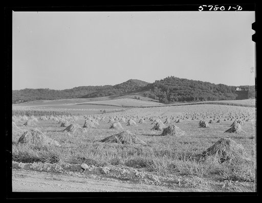 Untitled photo, possibly related to: Stacks of wheat near Saint Cloud, Minnesota