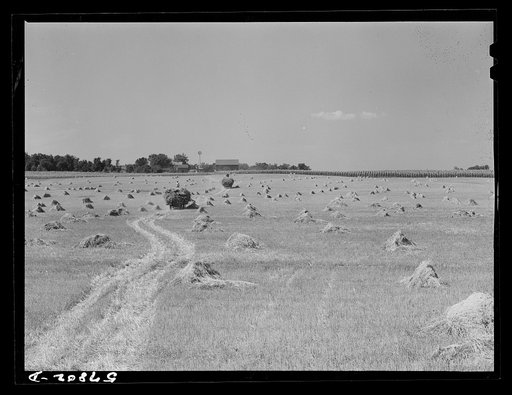 Wagons hauling wheat which has been harvested with a binder to the barnyard for threshing on a farm near Madison, Wisconsin