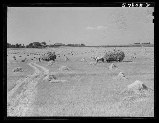 Untitled photo, possibly related to: Wagons hauling wheat which has been harvested with a binder to the barnyard for threshing on a farm near Madison, Wisconsin