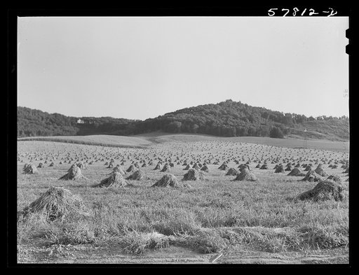 Stacks of wheat near Saint Cloud, Minnesota