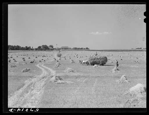 Untitled photo, possibly related to: Wagons hauling wheat which has been harvested with a binder to the barnyard for threshing on a farm near Madison, Wisconsin