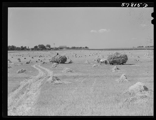 Wagons hauling wheat which has been harvested with a binder to the barnyard for threshing on a farm near Madison, Wisconsin