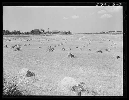 Stacks of wheat which has been harvested with a binder and is ready for threshing on a farm near Madison, Wisconsin