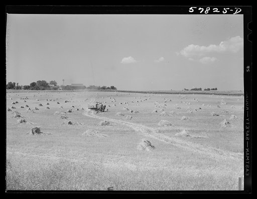 Wagons hauling wheat which has been harvested with a binder, to the barnyard for threshing on a farm near Madison, Wisconsin