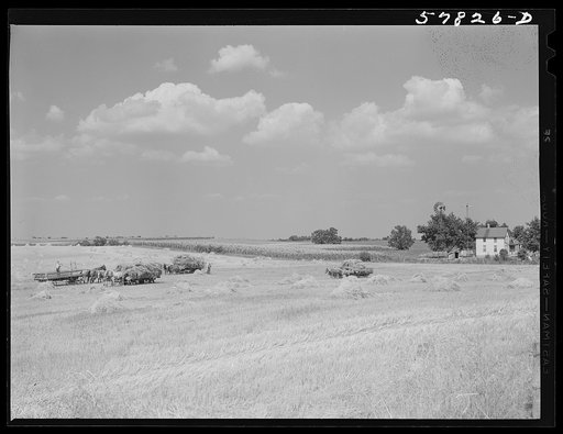 Wagons hauling wheat which has been harvested with a binder, to the barnyard for threshing on a farm near Madison, Wisconsin