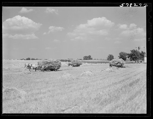 Wagons hauling wheat which has been harvested with a binder, to the barnyard for threshing on a farm near Madison, Wisconsin