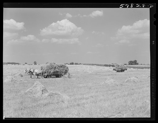 Wagons hauling wheat which has been harvested with a binder, to the barnyard for threshing on a farm near Madison, Wisconsin
