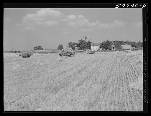 Wagons hauling wheat which has been harvested with a binder to the barnyard for threshing on a farm near Madison, Wisconsin