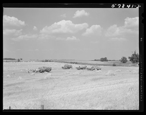 Wagons hauling wheat which has been harvested with a binder to the barnyard for threshing on a farm near Madison, Wisconsin