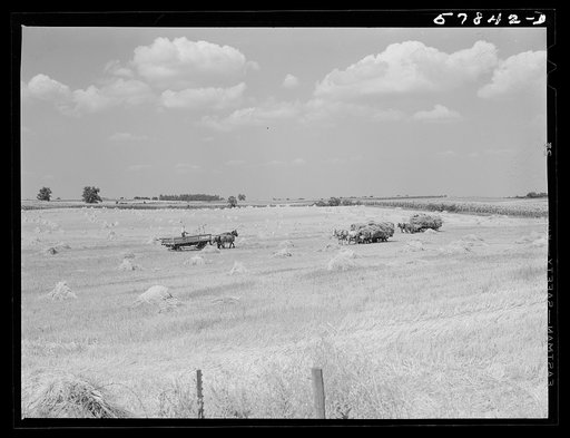 Untitled photo, possibly related to: Wagons hauling wheat which has been harvested with a binder to the barnyard for threshing on a farm near Madison, Wisconsin