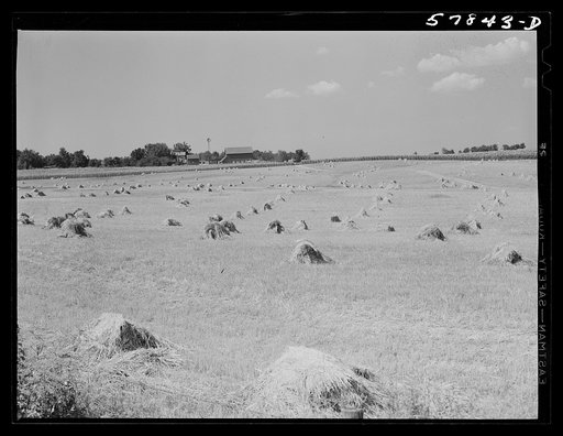 Untitled photo, possibly related to: Stacks of wheat which has been harvested with a binder and is ready for threshing on a farm near Madison, Wisconsin