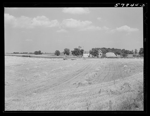 Untitled photo, possibly related to: Wagons hauling wheat which has been harvested with a binder to the barnyard for threshing on a farm near Madison, Wisconsin