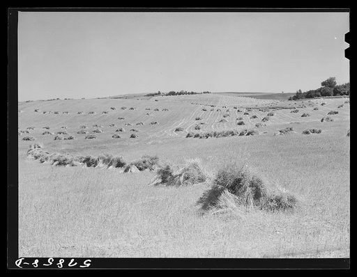 Stacks of wheat cut with binder and ready to be threshed on farm in Red River Valley, North Dakota