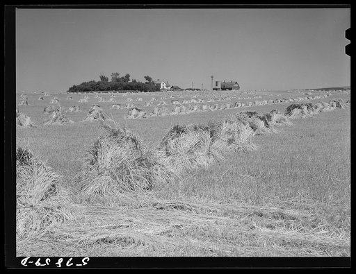 Untitled photo, possibly related to: Stacks of wheat cut with binder and ready to be threshed with farmhouse, barn, silo, and windmill in the background. Red River Valley, North Dakota