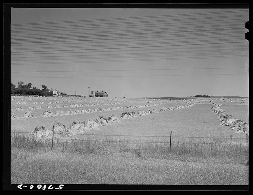Untitled photo, possibly related to: Stacks of wheat which has been harvested with a binder and is ready for threshing on farm along highway just south of Madison, Wisconsin